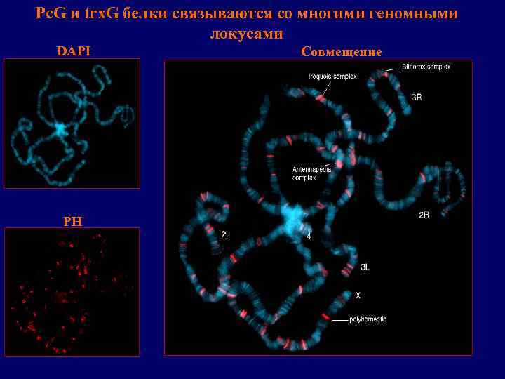 Pc. G и trx. G белки связываются со многими геномными локусами DAPI PH Совмещение