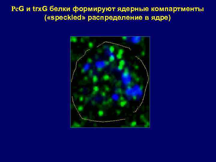 Pс. G и trx. G белки формируют ядерные компартменты ( «speckled» распределение в ядре)