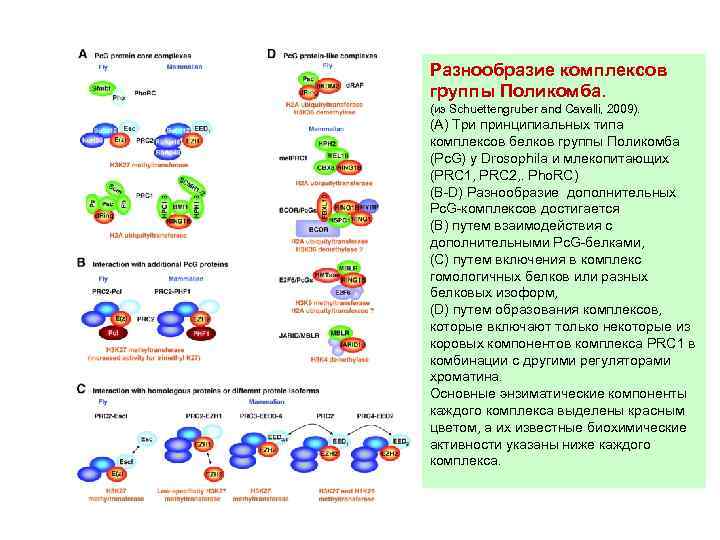 Разнообразие комплексов группы Поликомба. (из Schuettengruber and Cavalli, 2009). (A) Три принципиальных типа комплексов