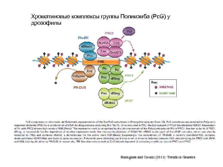 Хроматиновые комплексы группы Поликомба (Pc. G) у дрозофилы Bantignies and Cavalli (2011) Trends in