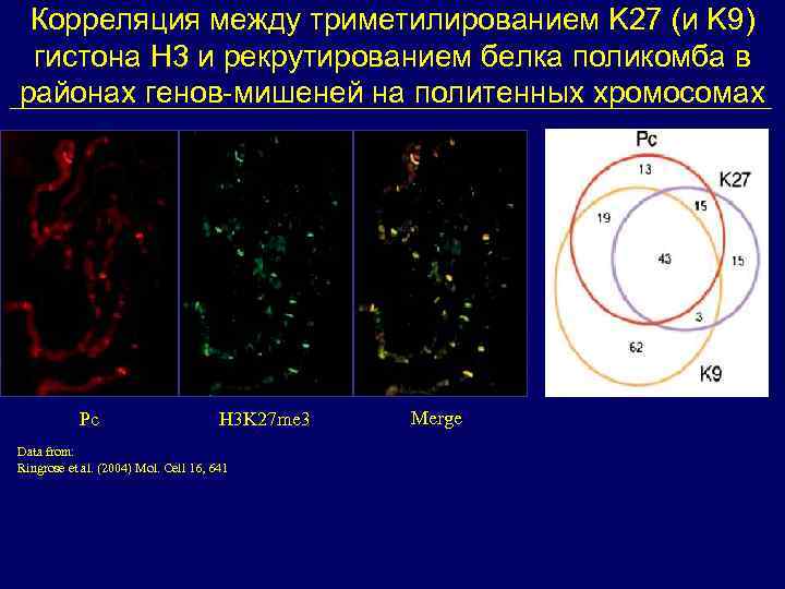 Корреляция между триметилированием K 27 (и K 9) гистона Н 3 и рекрутированием белка