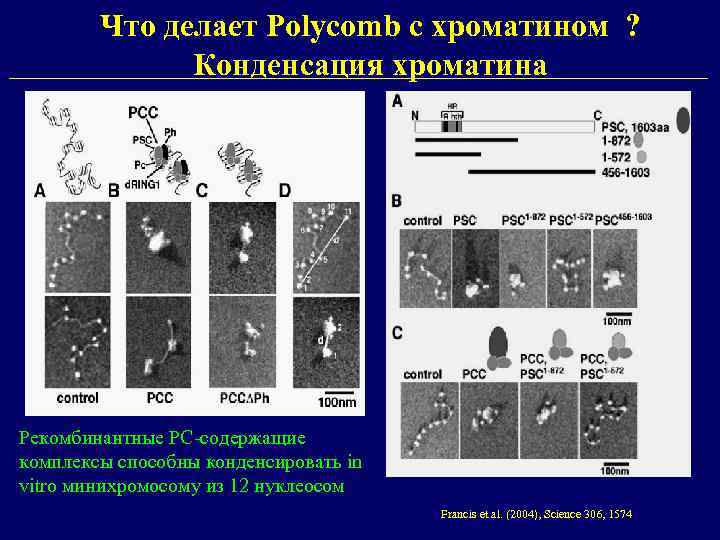 Что делает Polycomb с хроматином ? Конденсация хроматина Рекомбинантные PC-содержащие комплексы способны конденсировать in