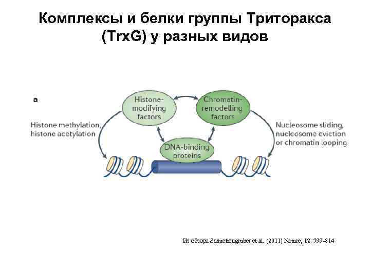 Комплексы и белки группы Триторакса (Trx. G) у разных видов Из обзора Schuettengruber et