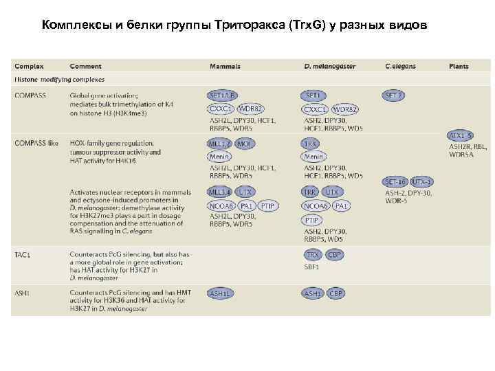 Комплексы и белки группы Триторакса (Trx. G) у разных видов 
