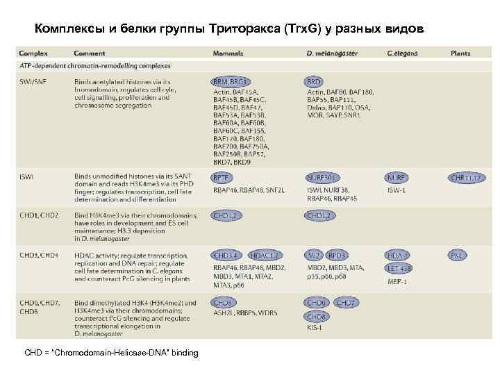 Комплексы и белки группы Триторакса (Trx. G) у разных видов CHD = “Chromodomain-Helicase-DNA” binding