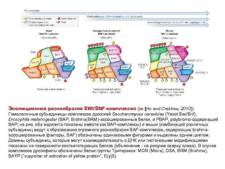 Эволюционное разнообразие SWI/SNF-комплексов (из [Ho and Crabtree, 2010]). Гомологичные субъединицы комплексов дрожжей Saccharomyces cerevisiae
