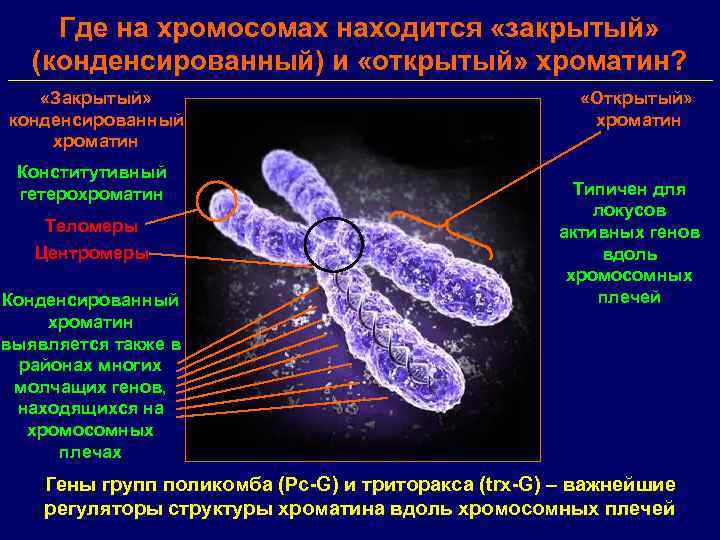 Содержит хромосомы