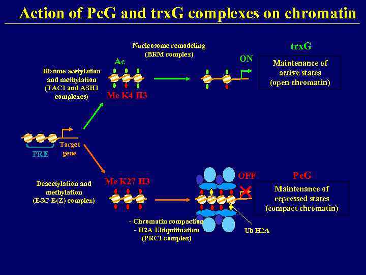 Action of Pc. G and trx. G complexes on chromatin Ac Histone acetylation and