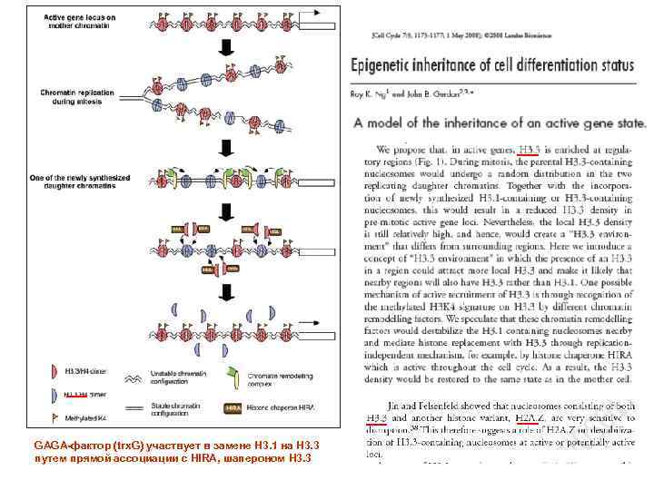 GAGA-фактор (trx. G) участвует в замене H 3. 1 на Н 3. 3 путем