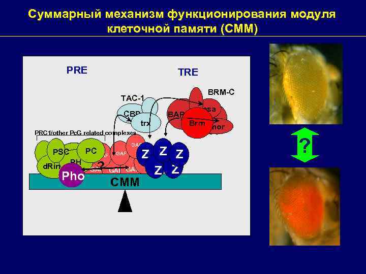 Суммарный механизм функционирования модуля клеточной памяти (CMM) PRE TRE BRM-C TAC-1 CBP trx PRC