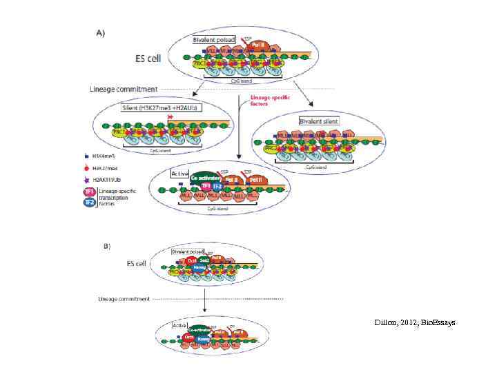 Dillon, 2012, Bio. Essays 