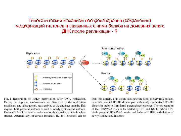 Гипотетический механизм воспроизведения (сохранения) модификаций гистонов и связанных с ними белков на дочерних цепях