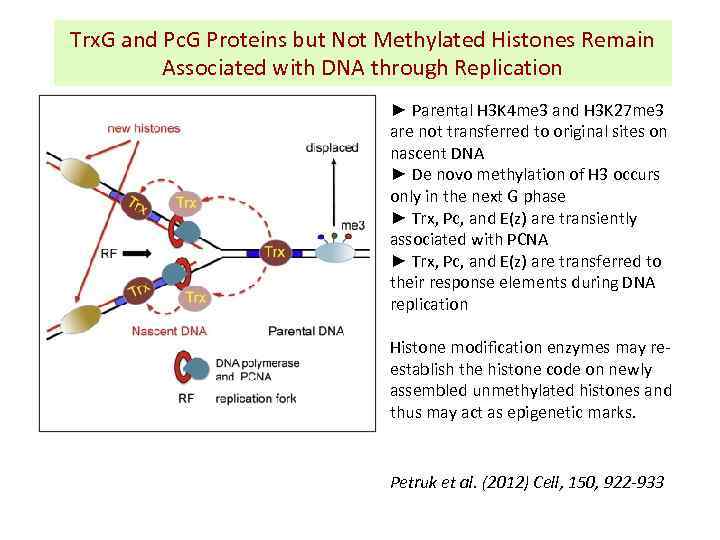 Trx. G and Pc. G Proteins but Not Methylated Histones Remain Associated with DNA