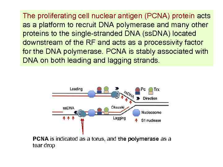 The proliferating cell nuclear antigen (PCNA) protein acts as a platform to recruit DNA