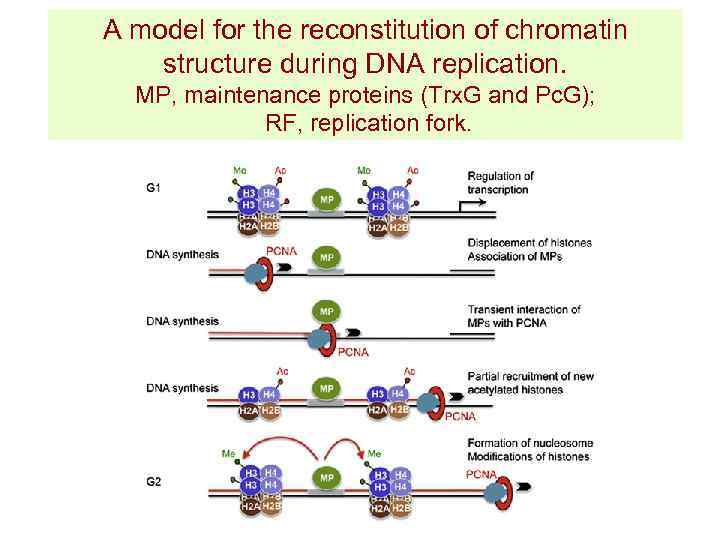 A model for the reconstitution of chromatin structure during DNA replication. MP, maintenance proteins