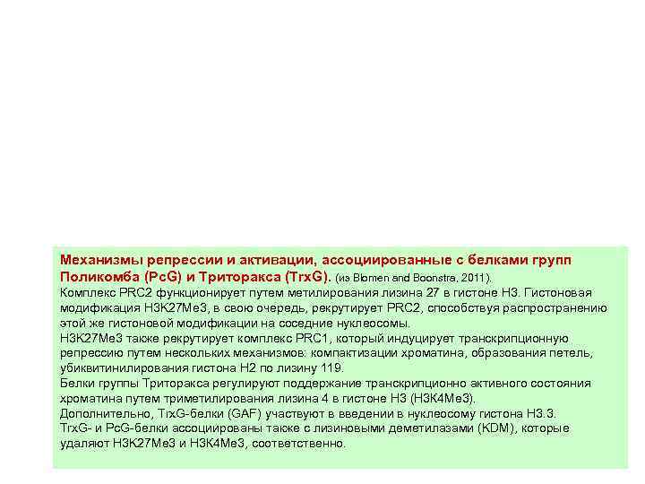 Механизмы репрессии и активации, ассоциированные с белками групп Поликомба (Pc. G) и Триторакса (Trx.