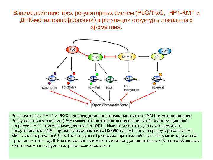 Взаимодействие трех регуляторных систем (Pc. G/Trx. G, HP 1 -KMT и ДНК-метилтрансферазной) в регуляции