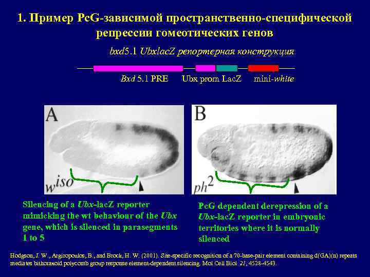 1. Пример Pc. G-зависимой пространственно-специфической репрессии гомеотических генов bxd 5. 1 Ubxlac. Z репортерная