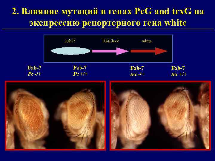 2. Влияние мутаций в генах Pc. G and trx. G на экспрессию репортерного гена