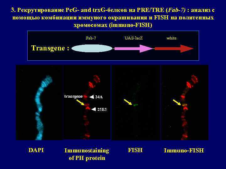 3. Рекрутирование Pc. G- and trx. G-белков на PRE/TRE (Fab-7) : анализ с помощью