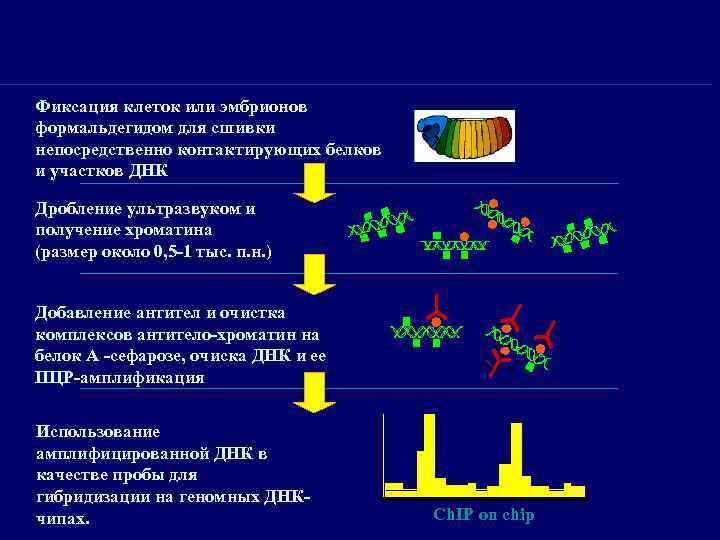 Фиксация клеток или эмбрионов формальдегидом для сшивки непосредственно контактирующих белков и участков ДНК Дробление