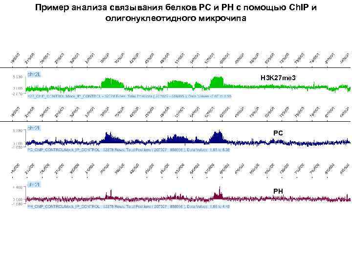 Пример анализа связывания белков PC и PH с помощью Ch. IP и олигонуклеотидного микрочипа