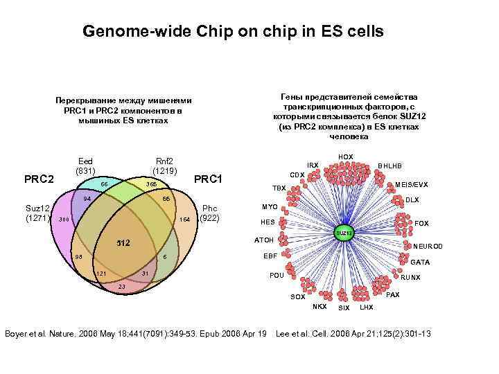 Genome-wide Chip on chip in ES cells Гены представителей семейства транскрипционных факторов, с которыми
