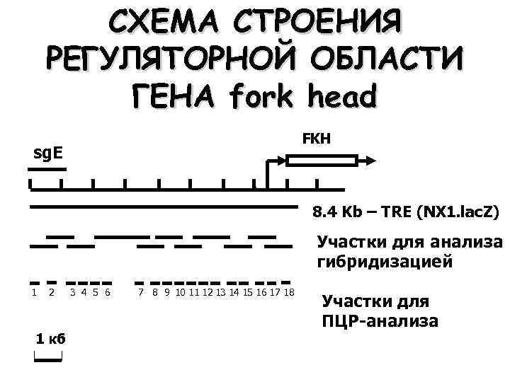 СХЕМА СТРОЕНИЯ РЕГУЛЯТОРНОЙ ОБЛАСТИ ГЕНА fork head FKH sg. E 8. 4 Kb –