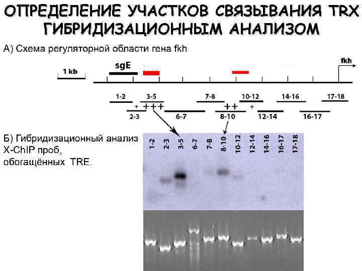 ОПРЕДЕЛЕНИЕ УЧАСТКОВ СВЯЗЫВАНИЯ TRX ГИБРИДИЗАЦИОННЫМ АНАЛИЗОМ 