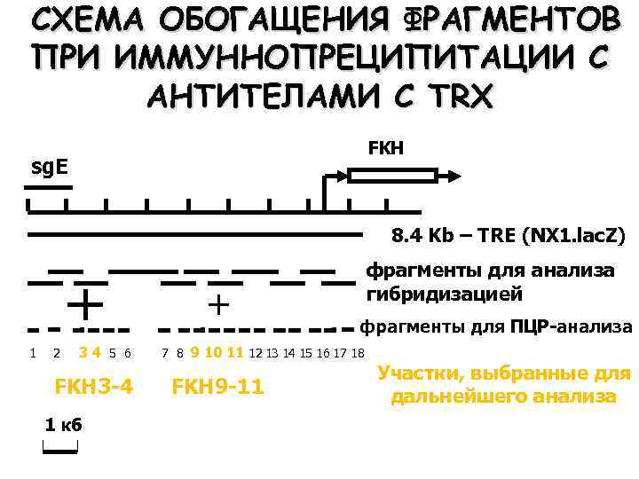 СХЕМА ОБОГАЩЕНИЯ ФРАГМЕНТОВ ПРИ ИММУННОПРЕЦИПИТАЦИИ С АНТИТЕЛАМИ С TRX FKH sg. E 8. 4