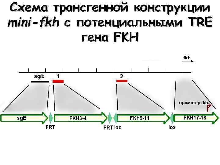 Схема трансгенной конструкции mini-fkh с потенциальными TRE гена FKH 