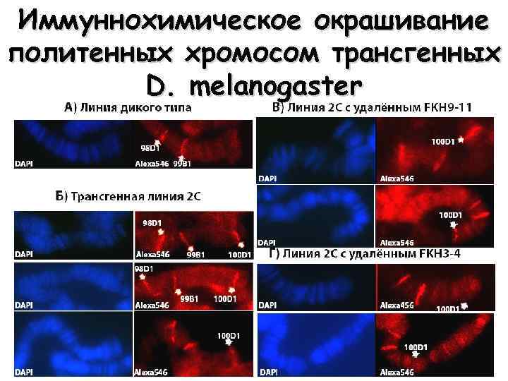 Иммуннохимическое окрашивание политенных хромосом трансгенных D. melanogaster 