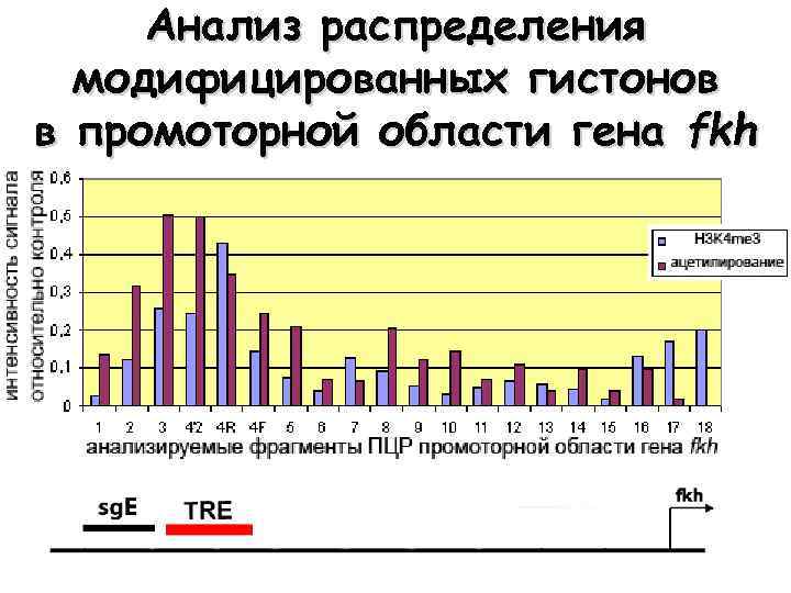 Анализ распределения модифицированных гистонов в промоторной области гена fkh 