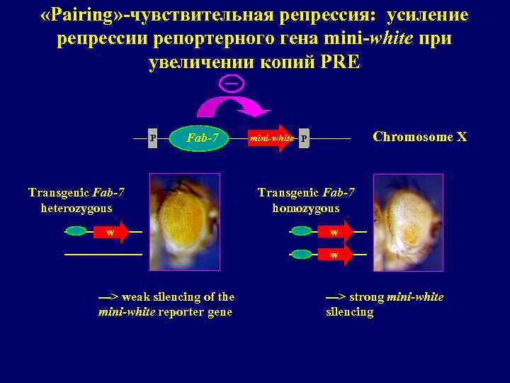  «Pairing» -чувствительная репрессия: усиление репрессии репортерного гена mini-white при увеличении копий PRE P