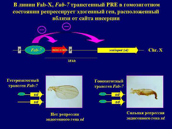 В линии Fab-X, Fab-7 трансгенный PRE в гомозиготном состоянии репрессирует эдогенный ген, расположенный вблизи