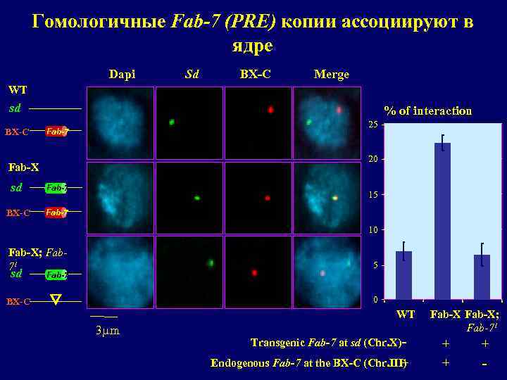 Гомологичные Fab-7 (PRE) копии ассоциируют в ядре Dapi Sd BX-C Merge WT sd BX-C