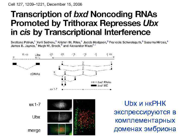 Ubx и нк. РНК экспрессируются в комплементарных доменах эмбриона 