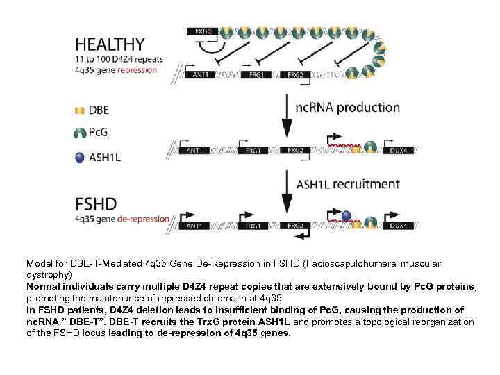 Model for DBE-T-Mediated 4 q 35 Gene De-Repression in FSHD (Facioscapulohumeral muscular dystrophy) Normal