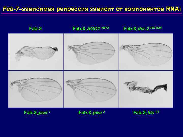 Fab-7–зависимая репрессия зависит от компонентов RNAi Fab-X; piwi 1 Fab-X; AGO 1 45/72 Fab-X;