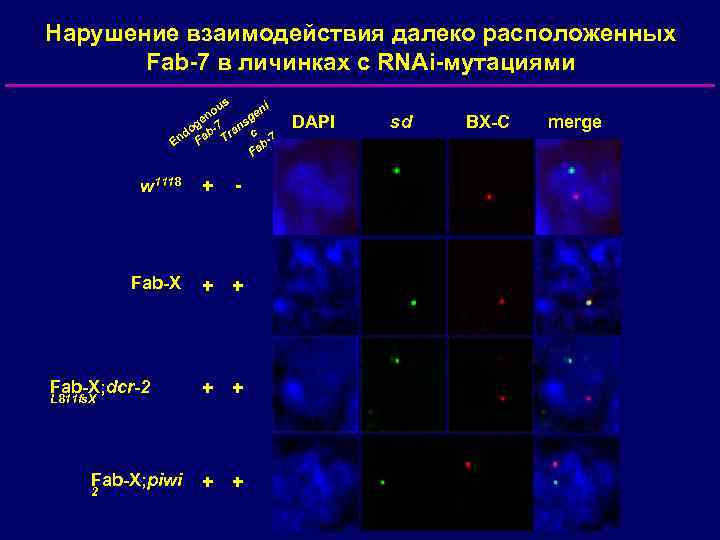 Нарушение взаимодействия далеко расположенных Fab-7 в личинках с RNAi-мутациями s ni ou n ge
