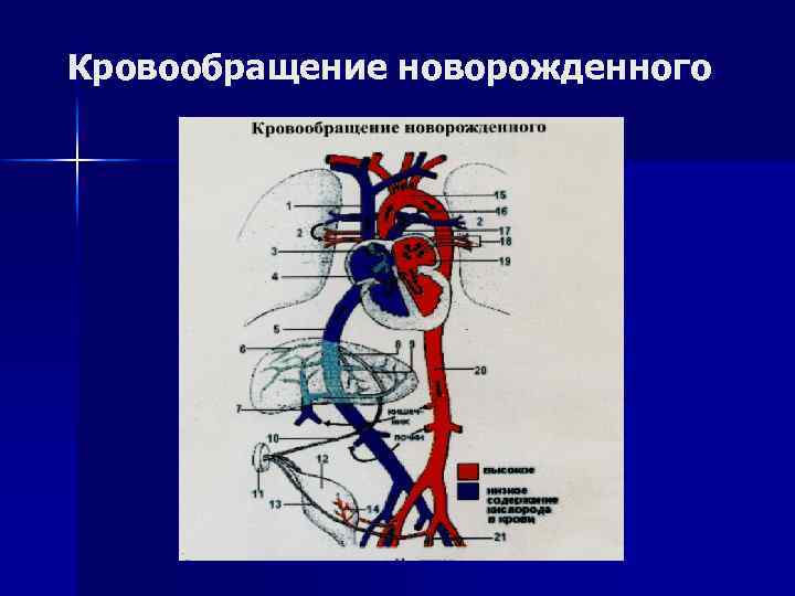 Нарисуйте круг кровообращения плода и новорожденного