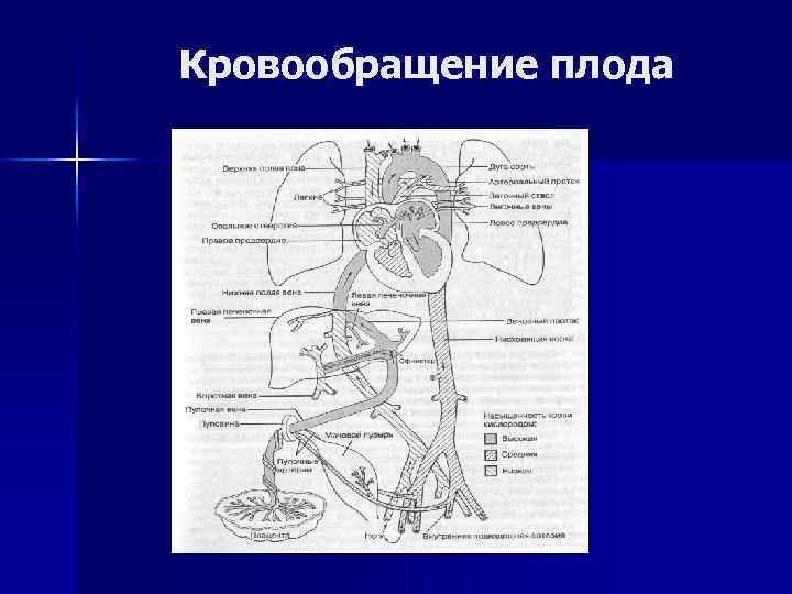 Кровообращение плода 