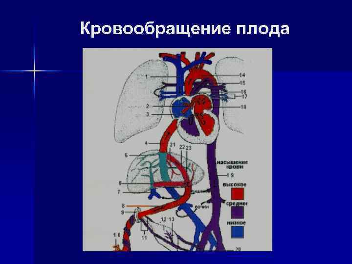 Кровообращение плода 