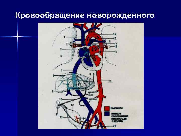 Особенности кровообращения