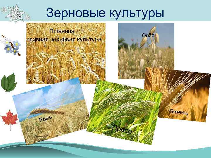 Зерновые культуры Пшеница – главная зерновая культура. Овёс Ячмень ь Рож Прос о 