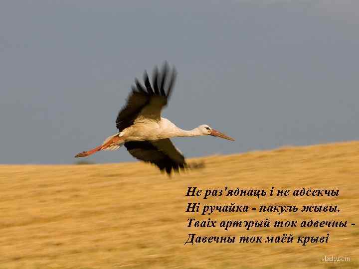 Не раз'яднаць і не адсекчы Ні ручайка - пакуль жывы. Тваіх артэрый ток адвечны