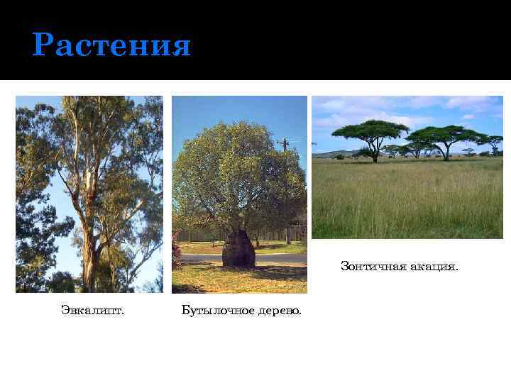 Растения Зонтичная акация. Эвкалипт. Бутылочное дерево. 