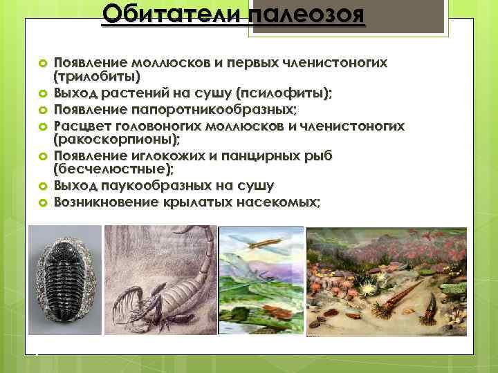 Обитатели палеозоя Появление моллюсков и первых членистоногих (трилобиты) Выход растений на сушу (псилофиты); Появление