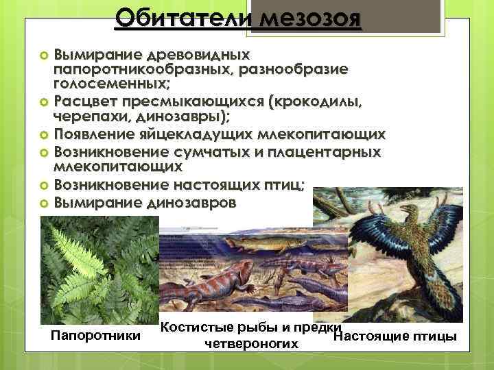 Обитатели мезозоя Вымирание древовидных папоротникообразных, разнообразие голосеменных; Расцвет пресмыкающихся (крокодилы, черепахи, динозавры); Появление яйцекладущих