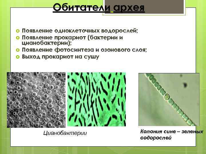 Обитатели архея Появление одноклеточных водорослей; Появление прокариот (бактерии и цианобактерии); Появление фотосинтеза и озонового